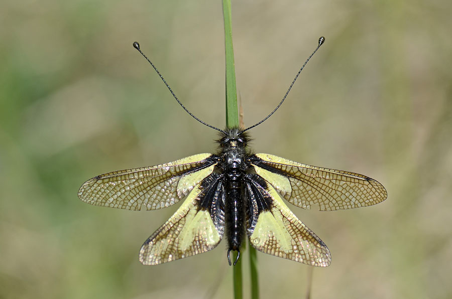 Libelloides coccajus maschio e femmina